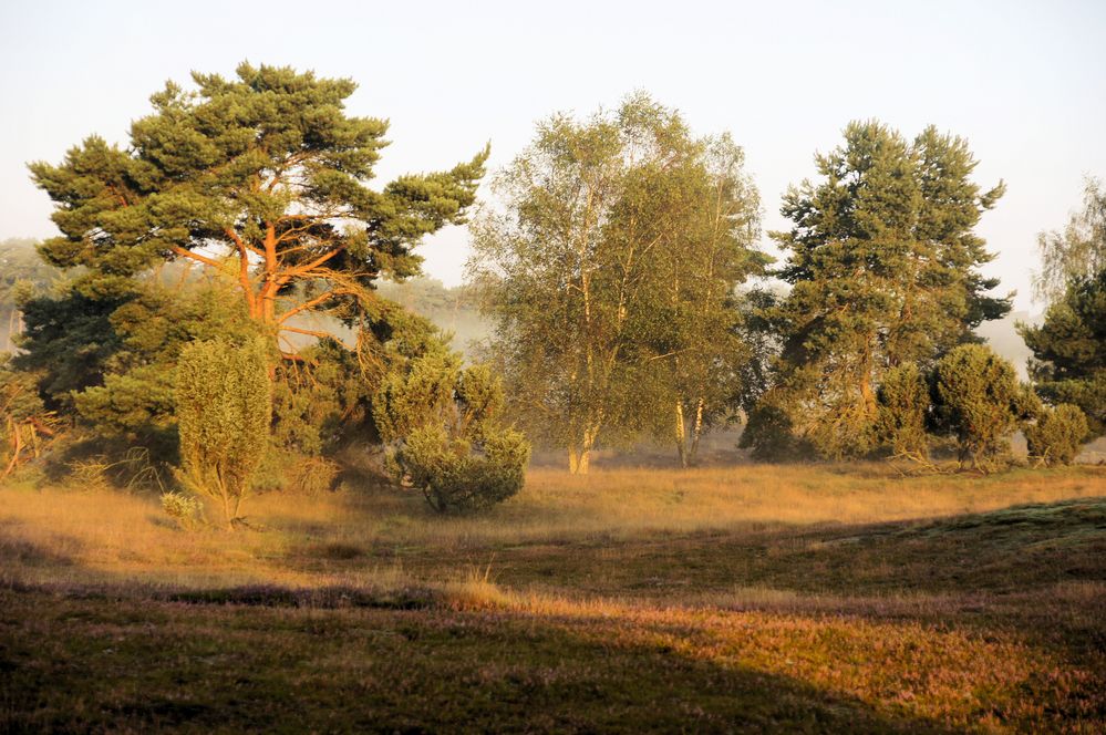 Heide am frühen Morgen