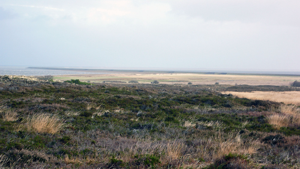 Heide am Meer