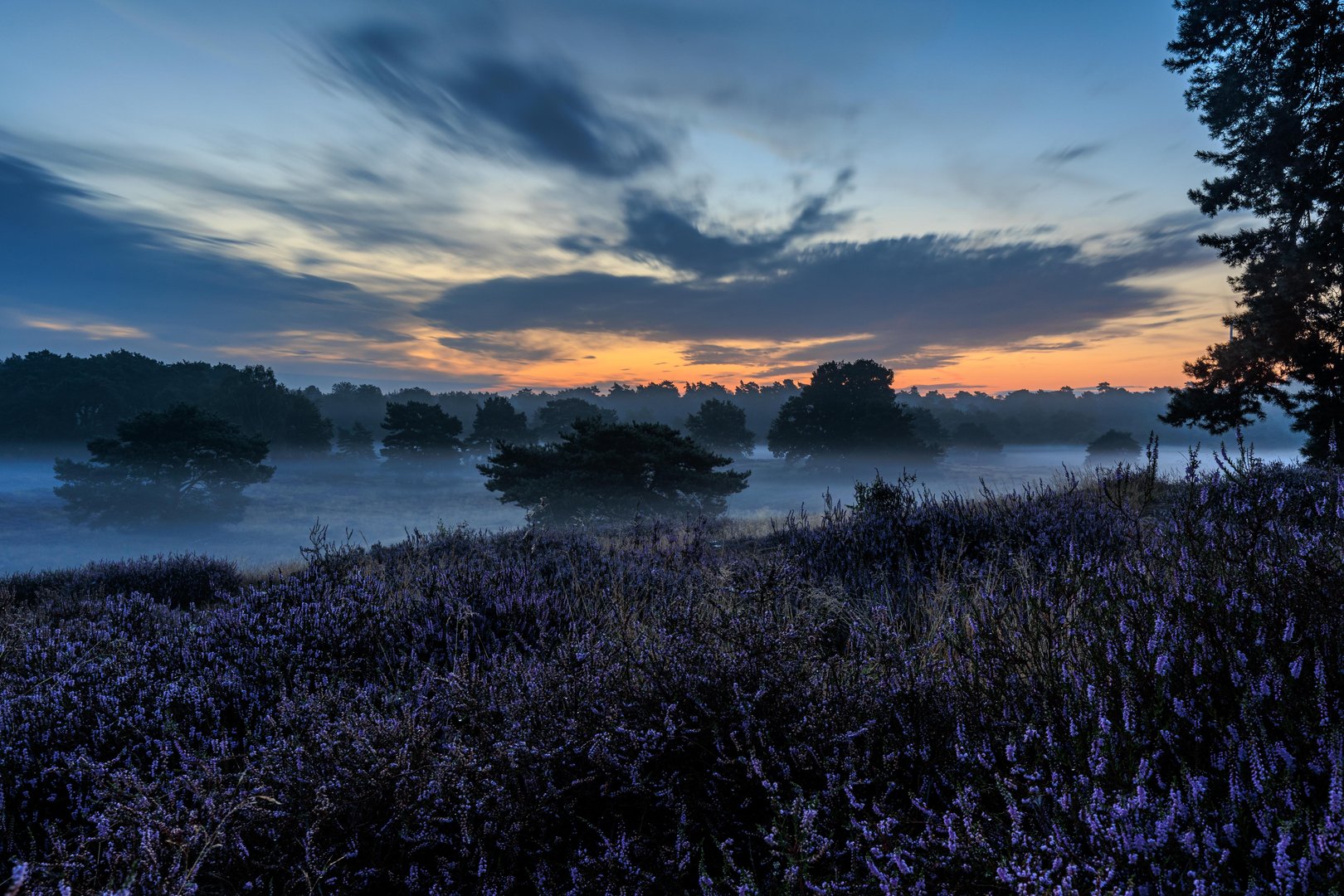 Heide am Morgen