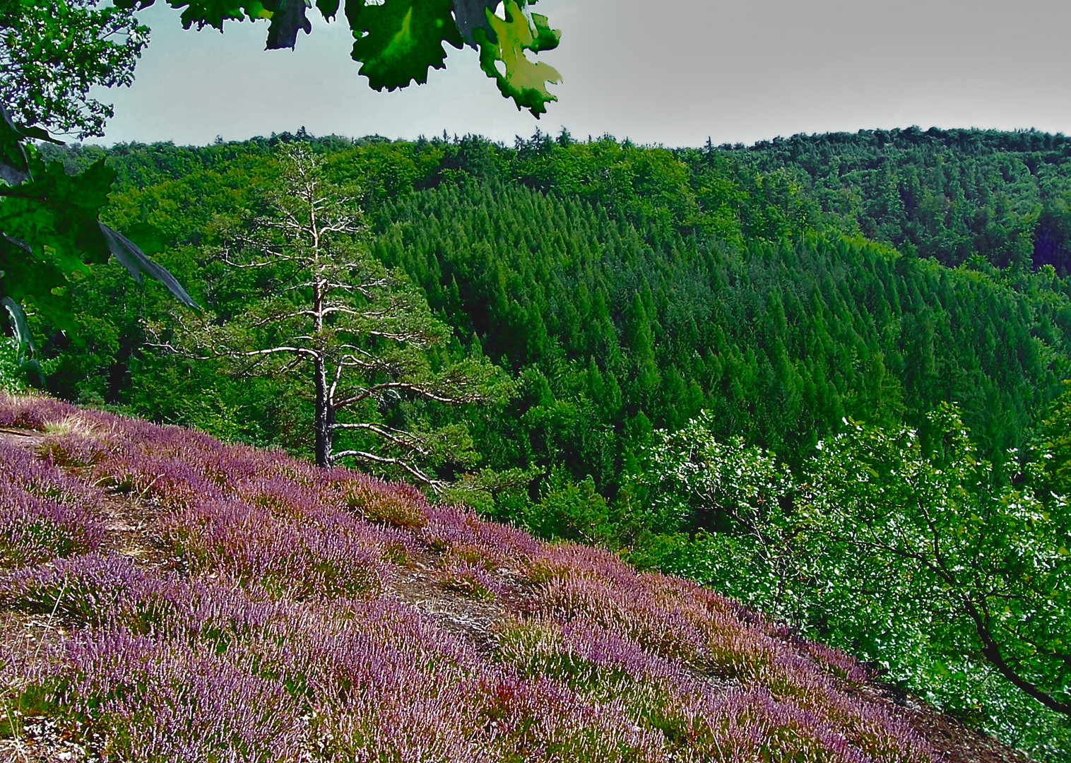 Heide auf dem Dornheckenweg