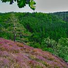 Heide auf dem Dornheckenweg