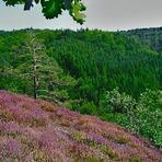 Heide auf dem Dornheckenweg