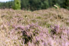 Heide auf den Bergwiesen am Rammelsberg (1)