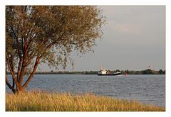 Heide auf der Elbe