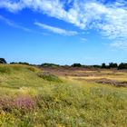 Heide auf Hiddensee