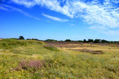 Heide auf Hiddensee