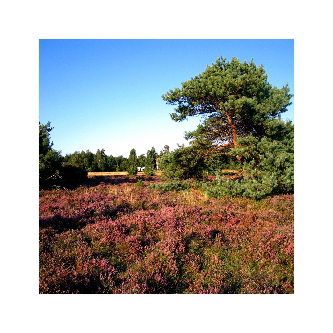 Heide auf Hiddensee