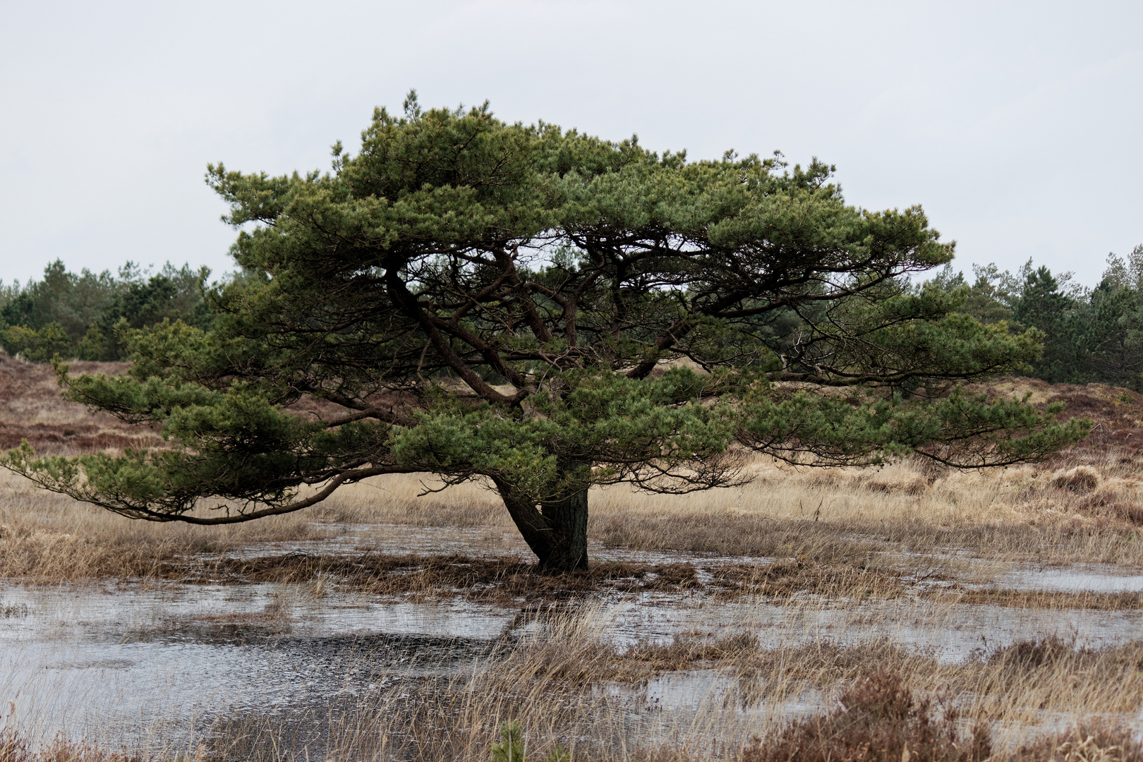 Heide auf Römö