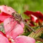 Heide auf rosa Blüte