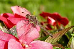 Heide auf rosa Blüte