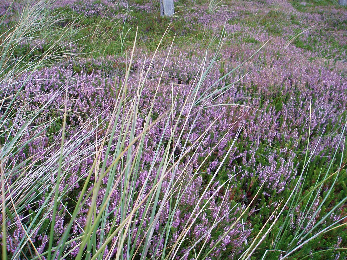 Heide auf Sylt