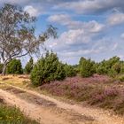 Heide bei Faßberg