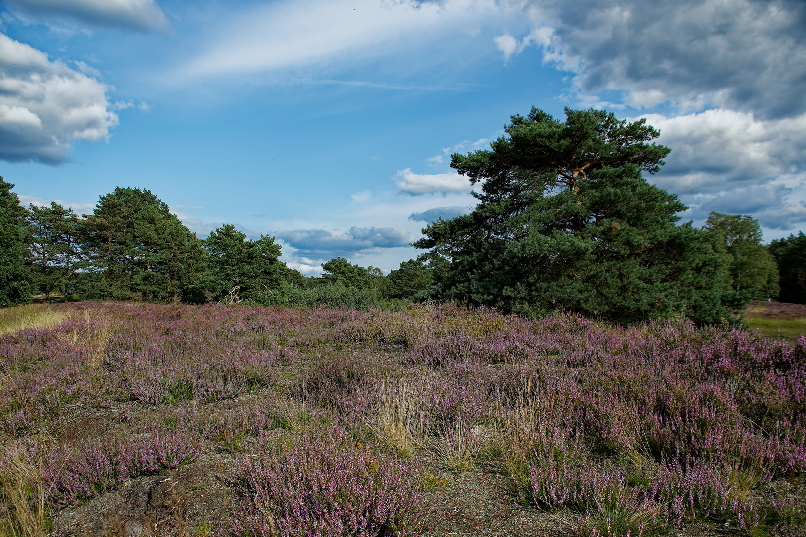 Heide bei Gifhorn (Niedersachsen) 1