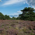 Heide bei Gifhorn (Niedersachsen) 1