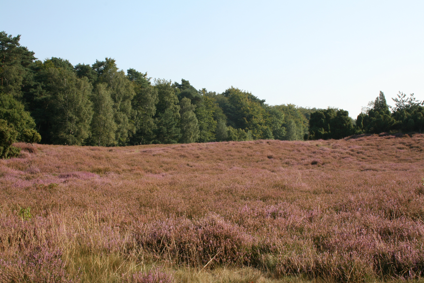 Heide bei Haltern 2