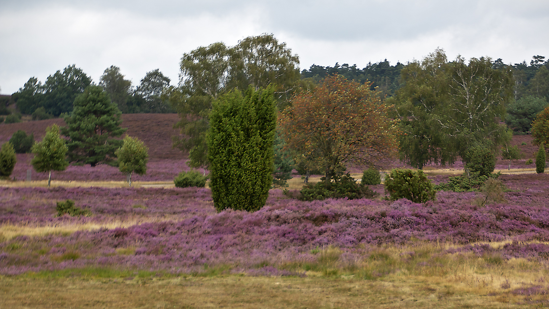 Heide bei Niederhaverbeck