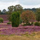 Heide bei Niederhaverbeck