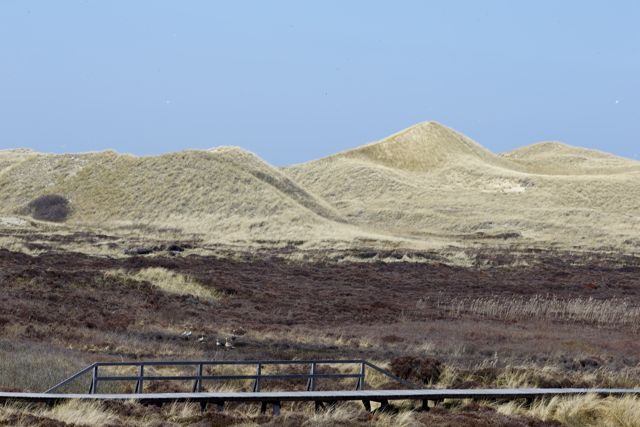 Heide bei Norddorf