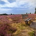 Heide bei Oberhaverbeck 