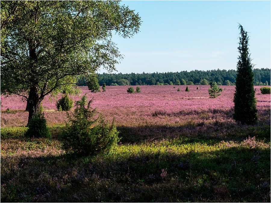 Heide bei Oberohe