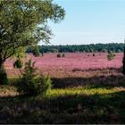 Heide bei Oberohe