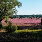 Heide bei Oberohe