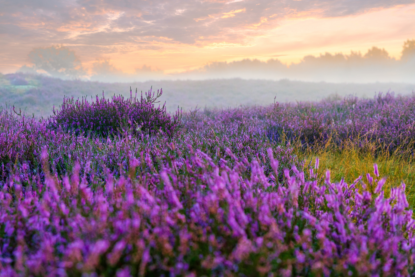 Heide bei Sonnenaufgang