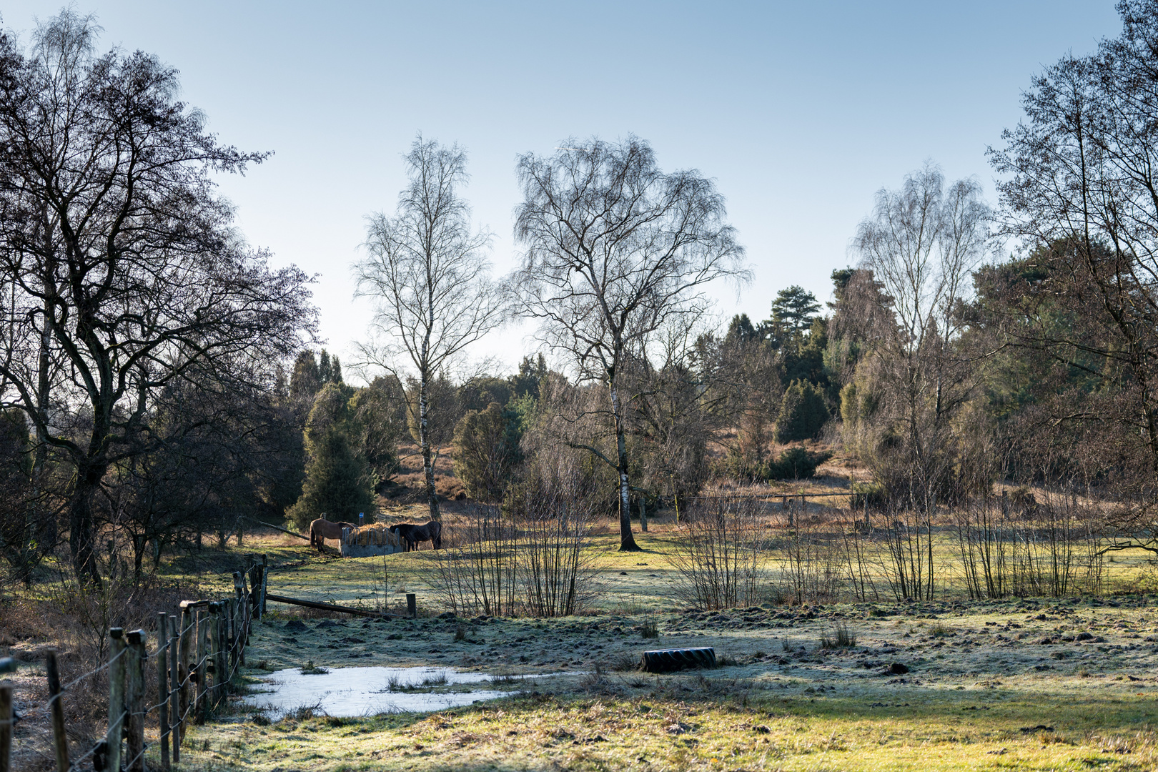 Heide bei Undeloh