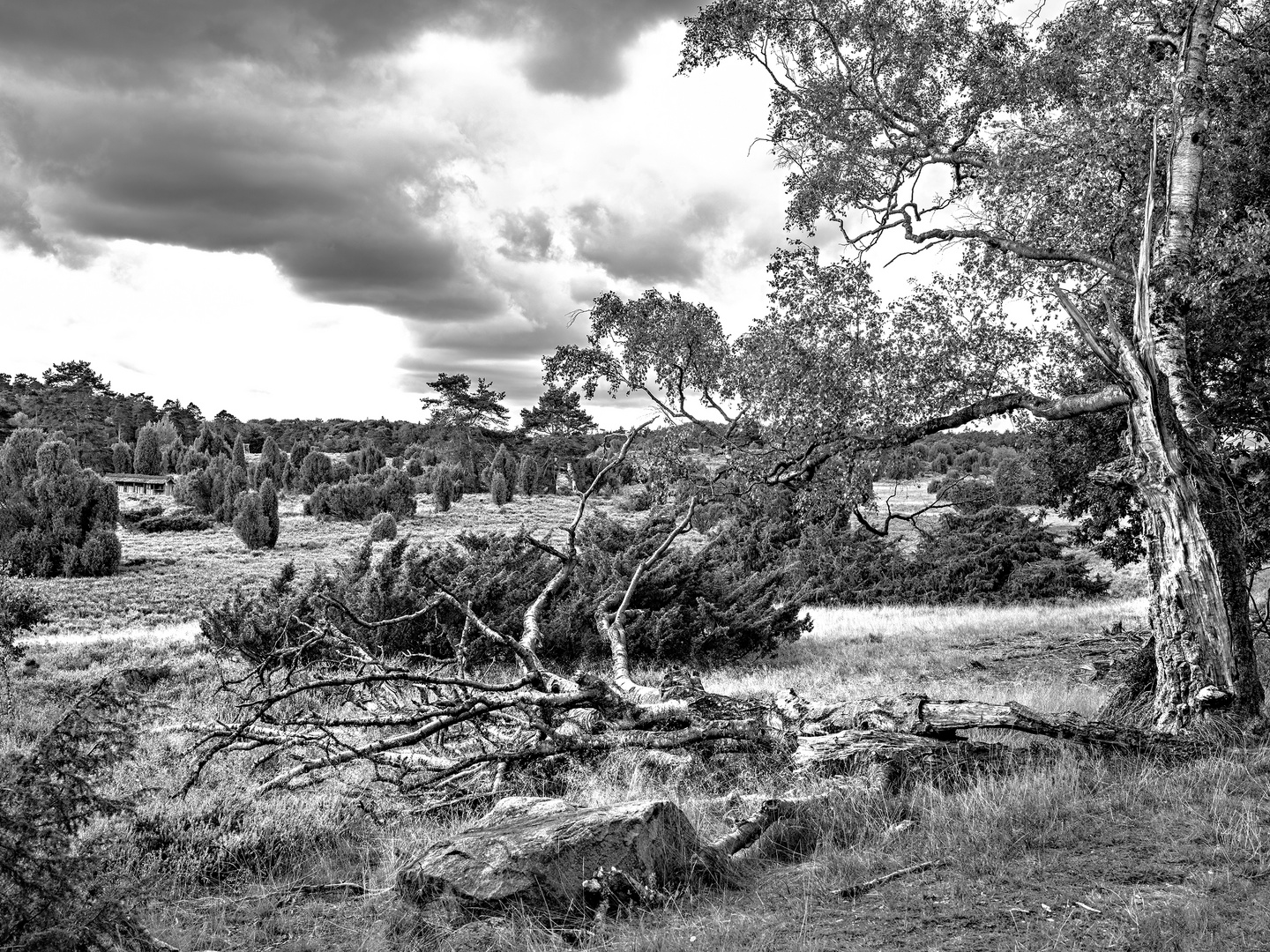 Heide - Birkenbruch