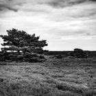 Heide black and White