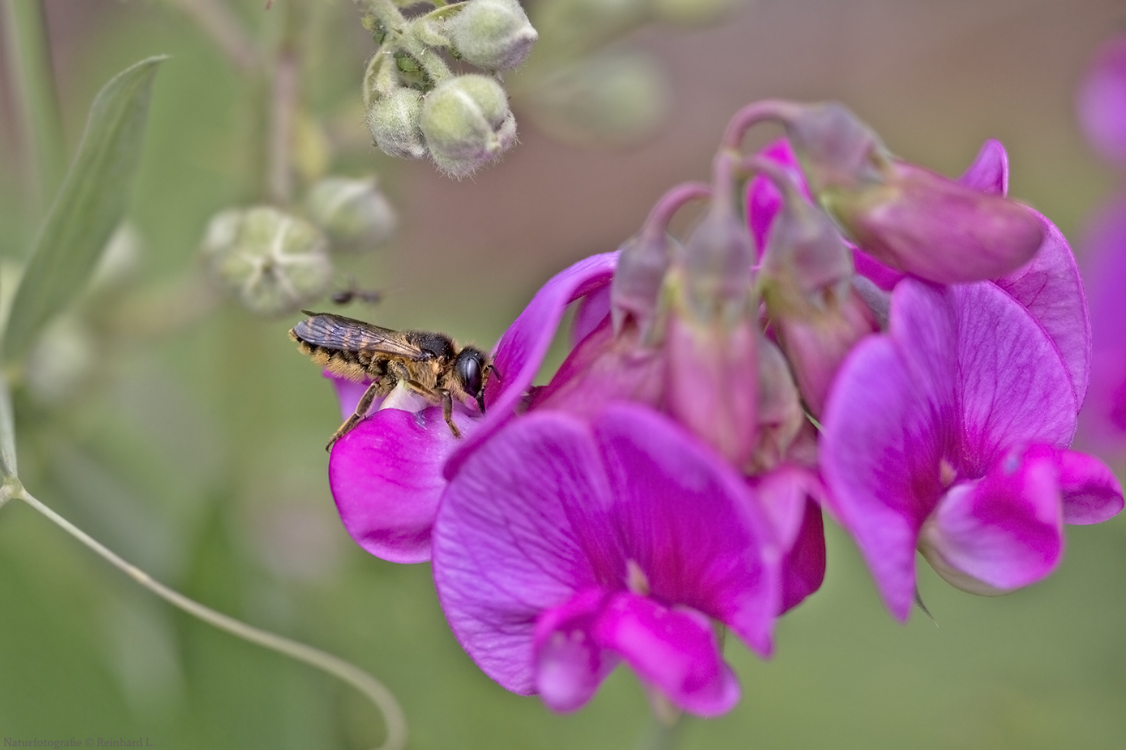 Heide-Blattschneiderbiene 