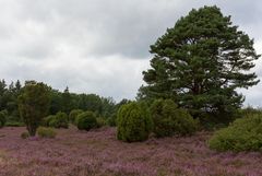 Heide blüht 2