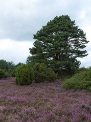 Heide blüht