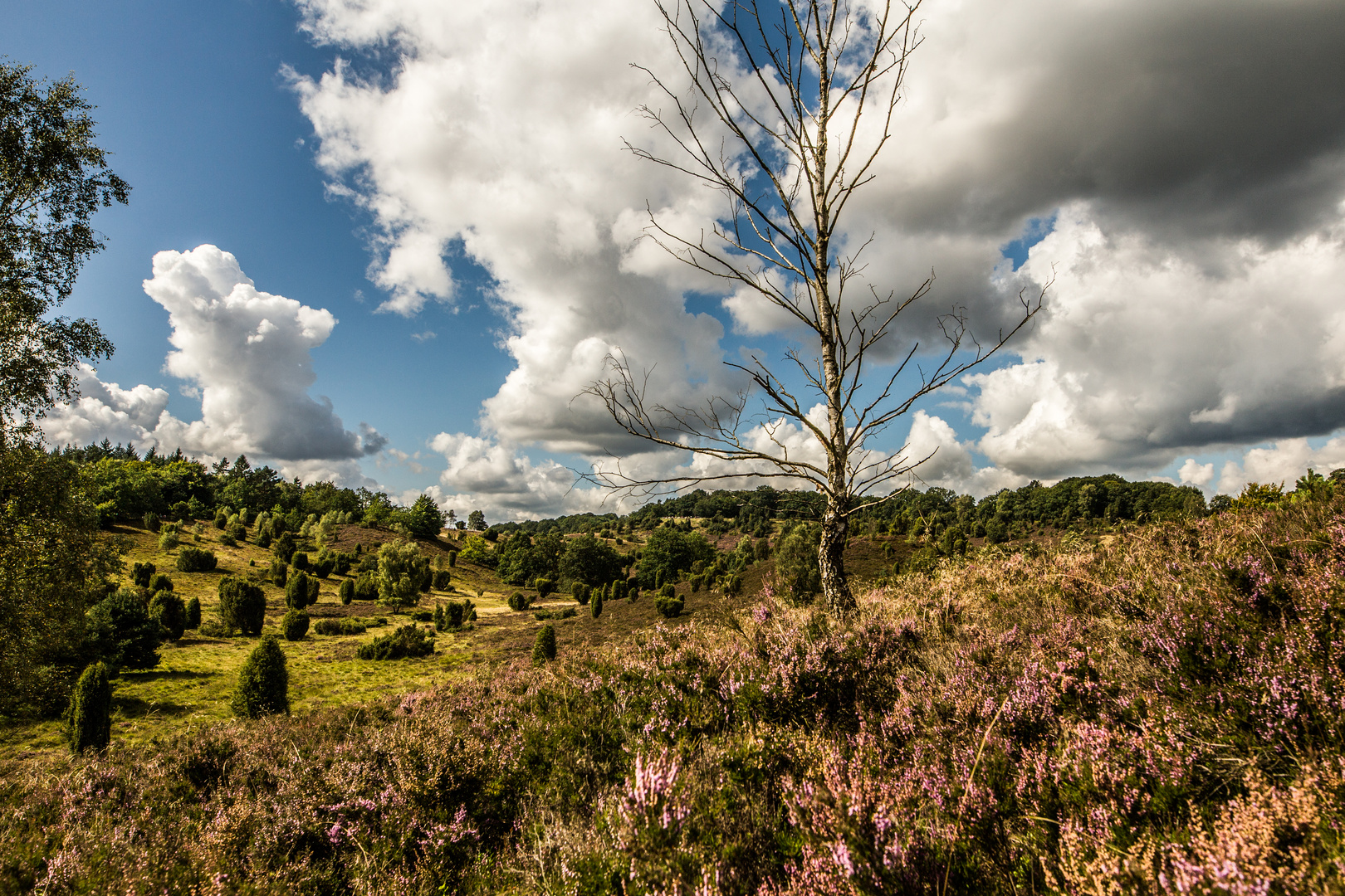 [ - Heide blüht vor Wolken - ]