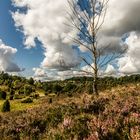 [ - Heide blüht vor Wolken - ]