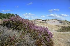 Heide Blühte insel Hiddensee 202