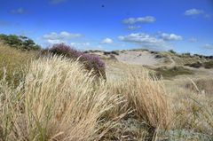 Heide Blühte insel Hiddensee 202