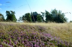 Heide Blühte insel Hiddensee 202