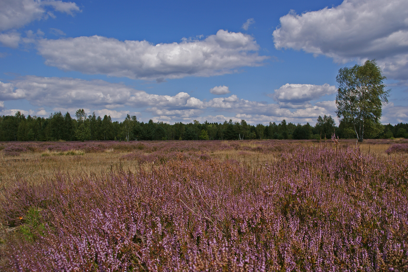 Heide-Blüte