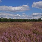 Heide-Blüte