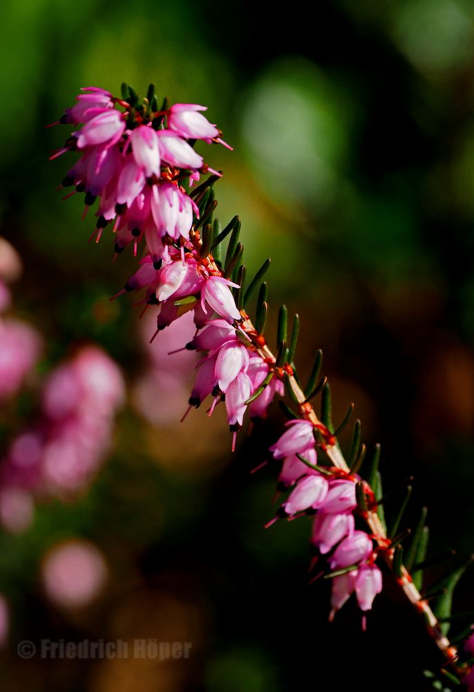 Heide-Blüten