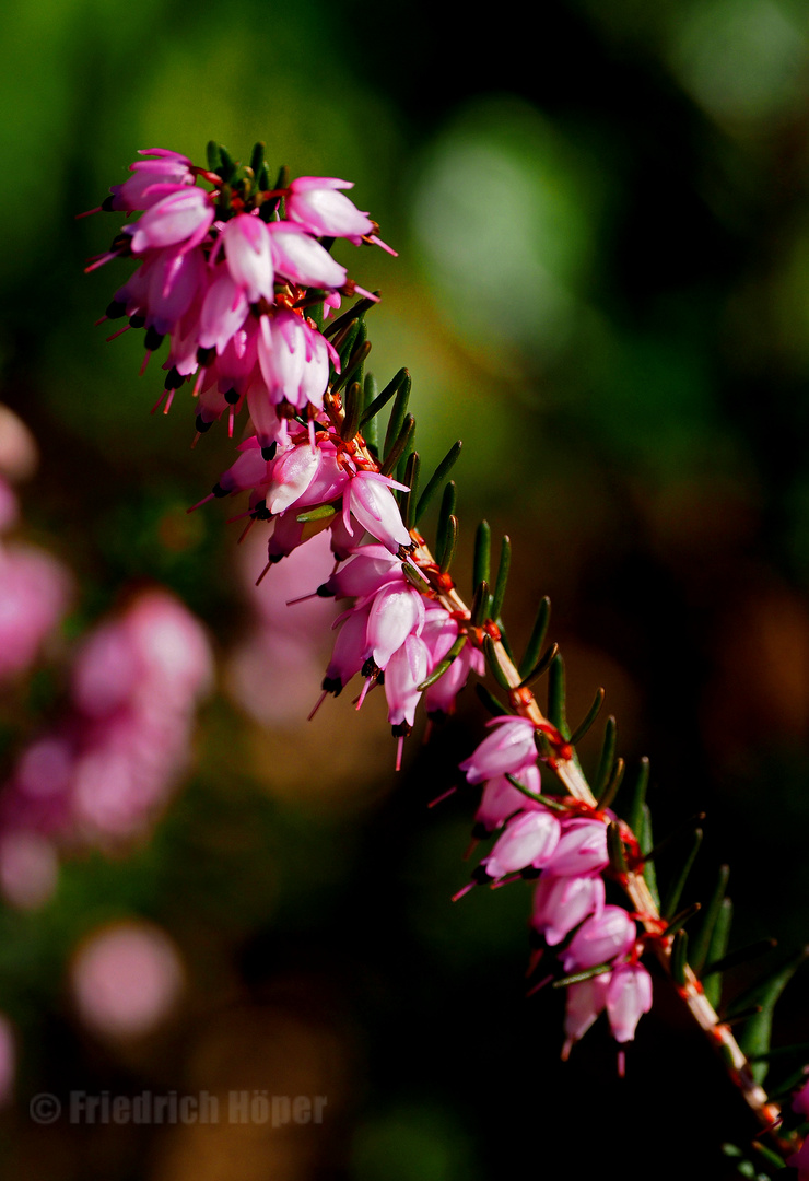 Heide-Blüten