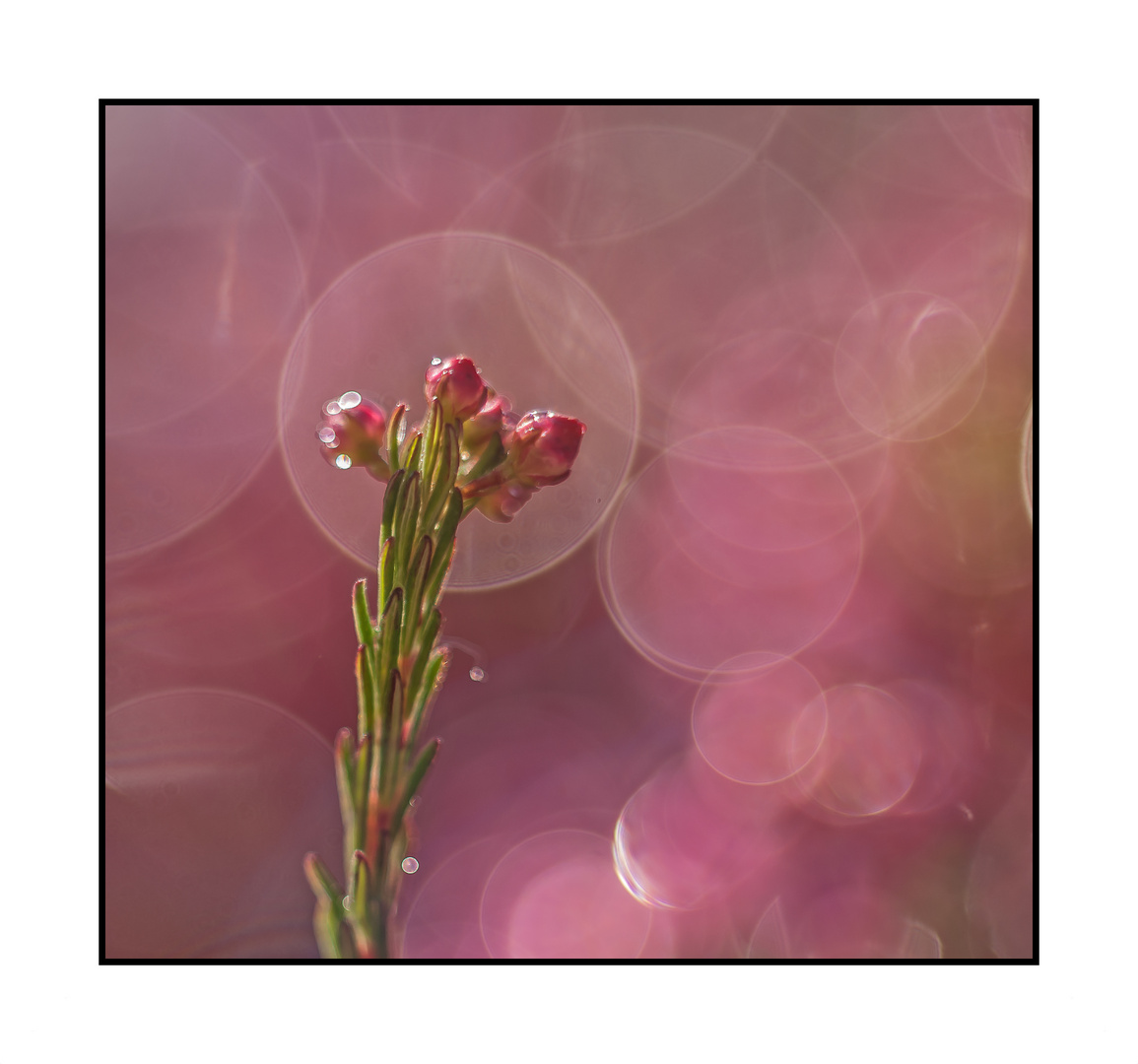 "Heide-Bokeh"