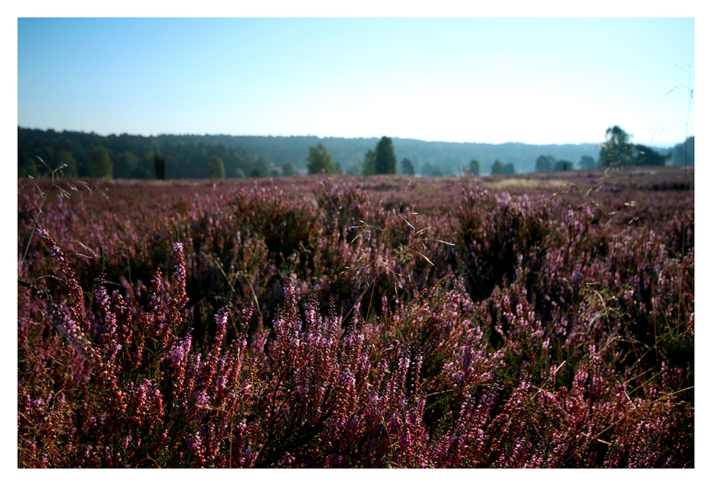 Heide - Büsenbachtal