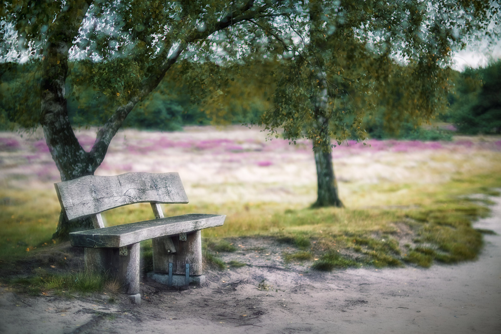 Heide Foto Bild Natur Bank Privat Bilder Auf Fotocommunity