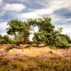 Heide - Ein wenig nordische Serengeti