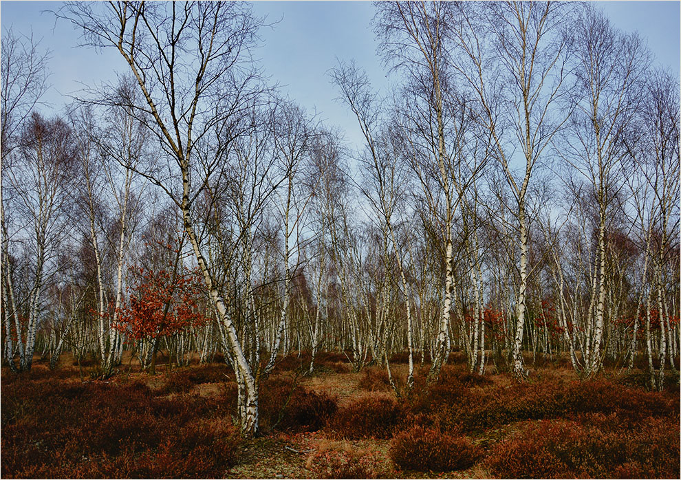 Heide Ende Februar