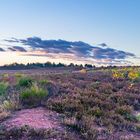 Heide-Farben