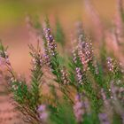 Heide Farben im Herbst