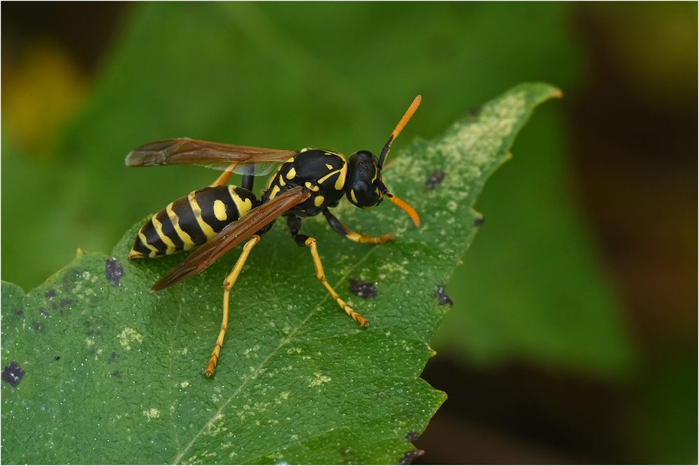 Heide-Feldwespe